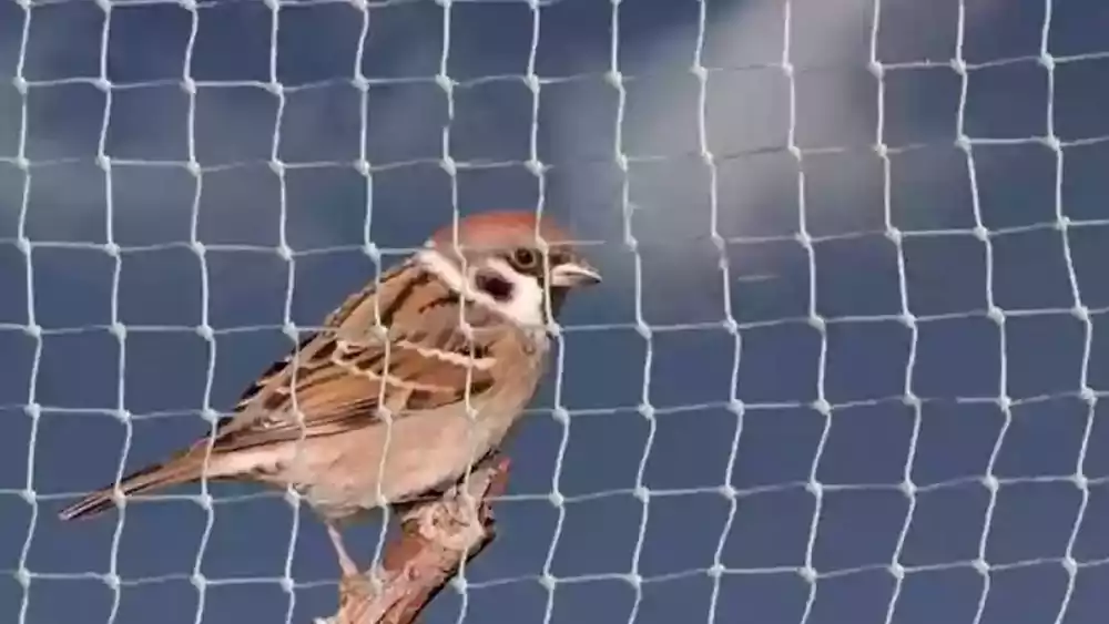 Anti Bird Nets